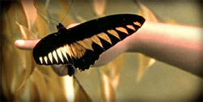 My Image